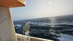 Ships At Sea – кооперативный симулятор живописной морской жизни